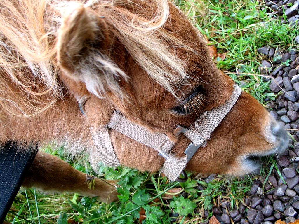 Head of a pony at the Kerry Bog Village Museum. - CC BY 2.0 - Photo: Joye~