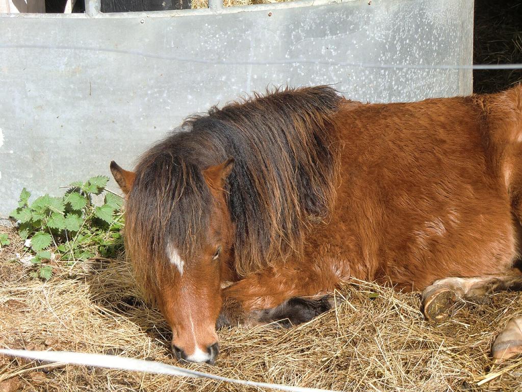 A pony at the Kerry Bog Village Museum. - CC BY-SA 3.0 - Photo: YvonneM