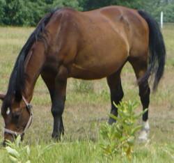 A picture of Whiskey, who is a "Kisbéri félvér" gelding. -  CC BY-SA 4.0 - Photo :én — A fényképezőgépem memóriakártyájáról