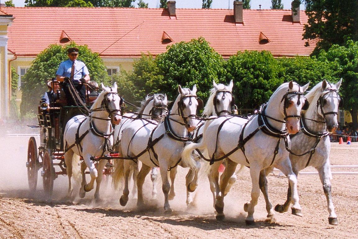  Harnessed gray Kladruber horses. - CC BY 3.0 - Lubomír Havrda