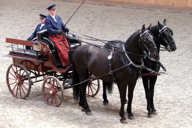  Pair of black Kladruber horses in harness. - CC BY-SA 3.0