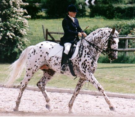  Knabstrup horse - dressage. Stallion "Hamlet Frydenlund". -CC BY-SA 4.0