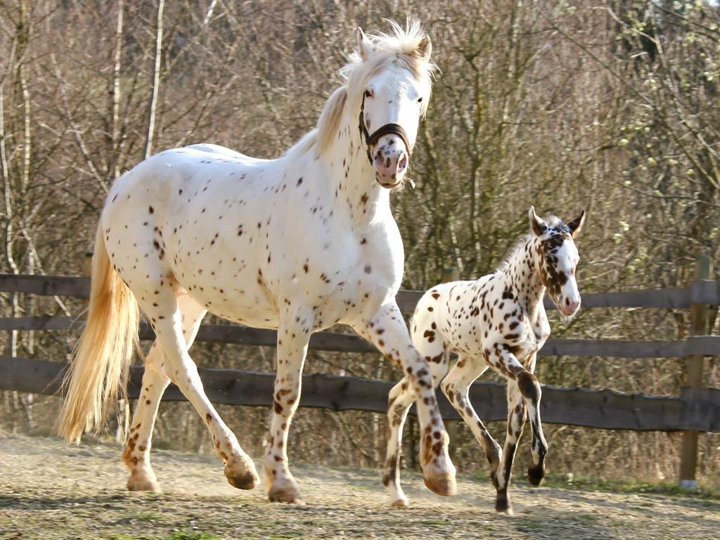  Knabstrup mare and foal - CC BY-SA 4.0