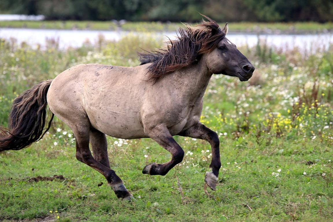 Konik galloping in semi-freedom at Oostvaardersplassen, the Netherlands. - CC BY 2.0 - Jac. Janssen