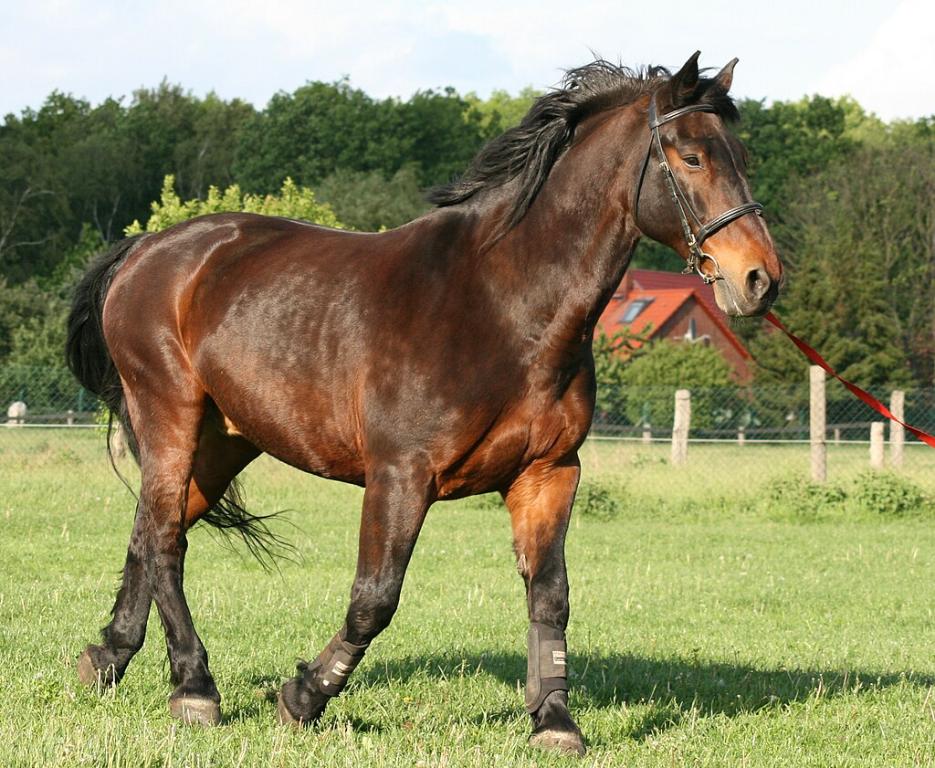 Latvian bay sport horse - CC BY-SA 3.0 - Tuxer2002
