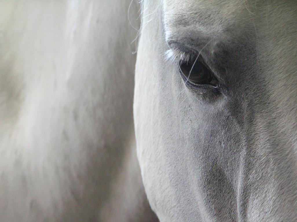 Detail of the eye and coat of a Lipizzaner. - belgiachocolate from antwerpen, belgium , België , Belgique — donkere huiid Uploaded by sporti