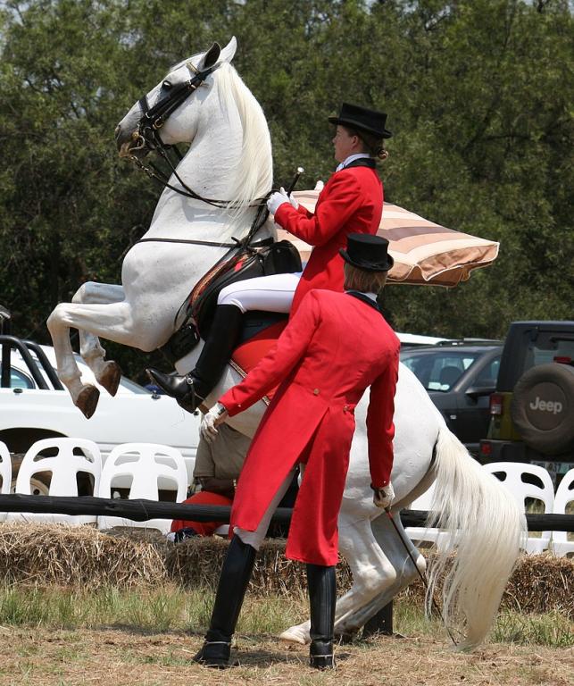 Pesade performed by Pluto Montenegra and his rider, at the Lipizzan School in South Africa. - NJR ZA