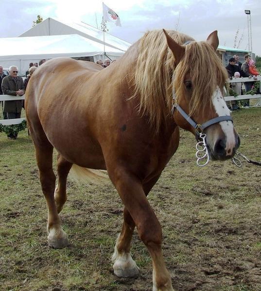 Lithuanian chestnut trait - CC BY-SA 3.0 - Tocekas