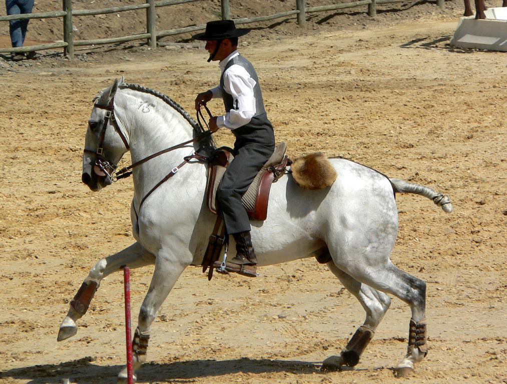 Lusitano horse in traditional riding. - CC BY-SA 3.0 - Lbpetersen