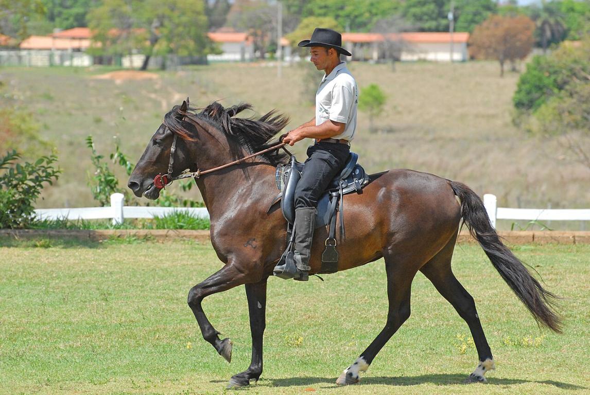 The mare Olímpia de Clarion, daughter of Meirelles Jagunço, at the Marcha Picada at the Maras Clarion de Pirapora. - Public domain - H.Stickel