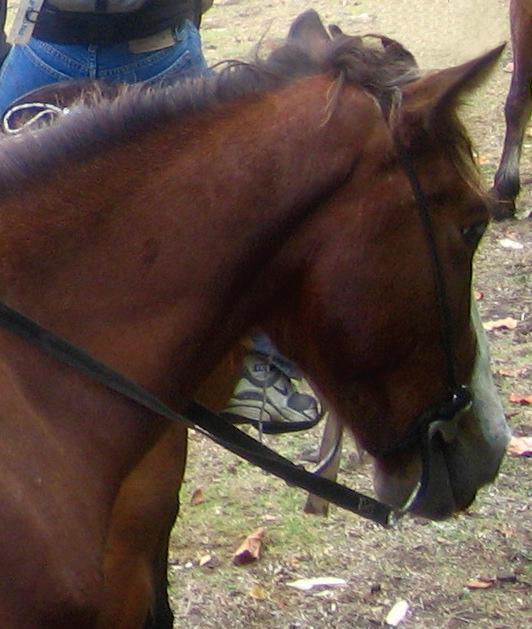Head of a Marquesas horse. - CC BY-SA 3.0 - Photo: Sémhur