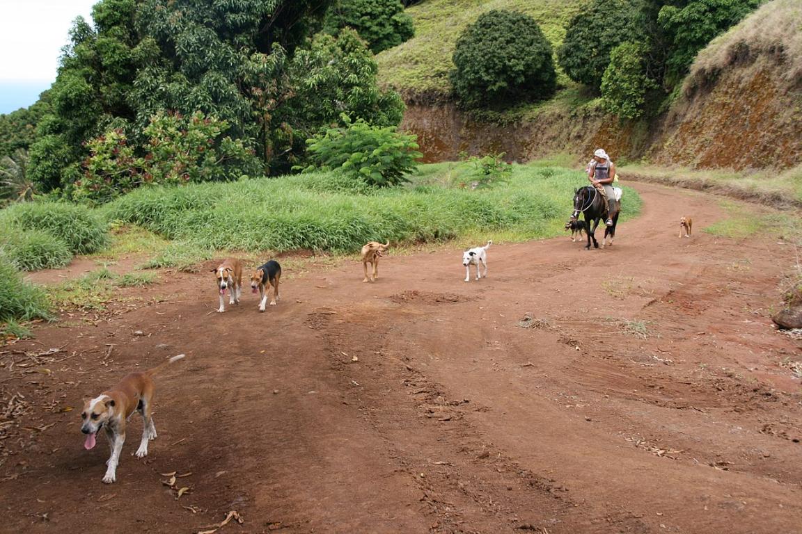 A Fatu Hiva resident, riding a Marquesas horse, goes hunting with his pack. - CC BY-SA 3.0 - Photo: Sémhur