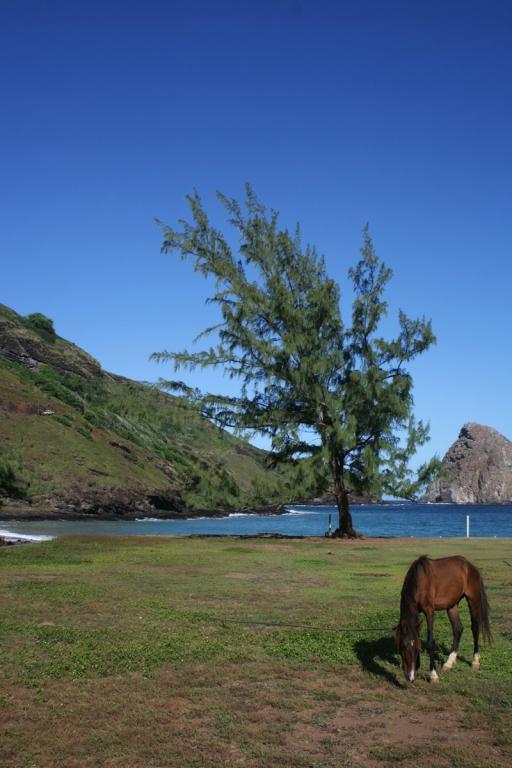 A Uha Huka horse - CC BY-SA 3.0 - Photo: Remi Jouan