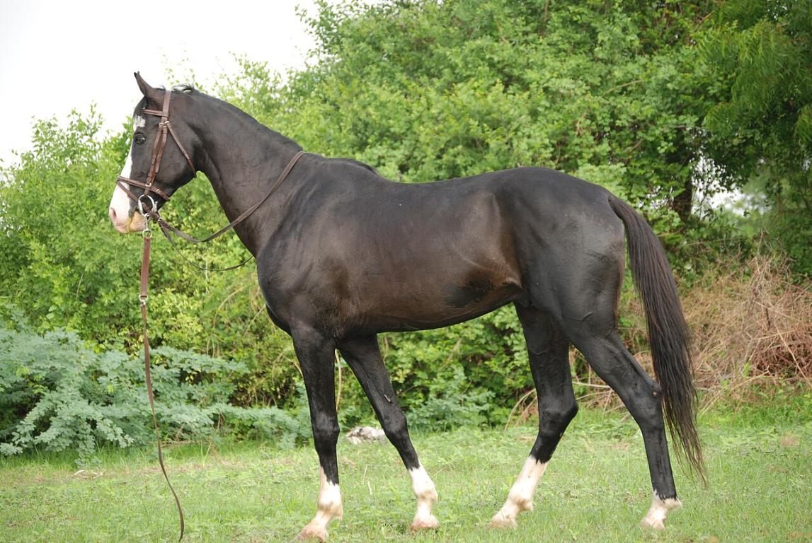 A fine Example of the Marwari Horse. This stallion " Humayun" is owned by Mr.Virendra Kankariya of Ahmedabad. INDIA - Virendra.kankariya 