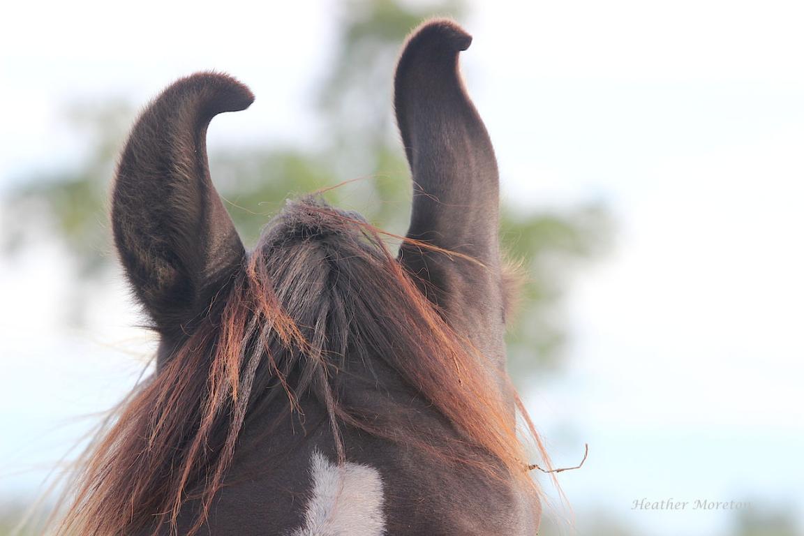 The characteristic curled ears of the breed. - Heather Moreton