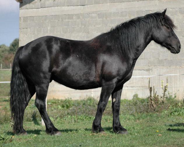 Nickel de Vives, a purebred Mérens gelding. - Photo: Didier.tresse