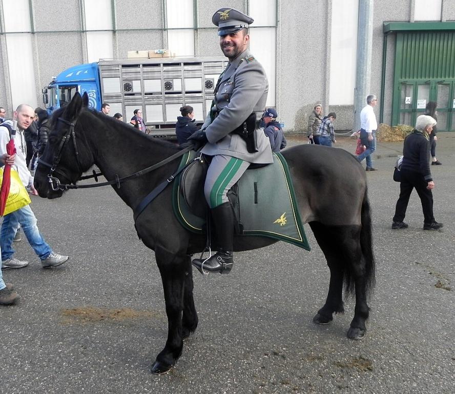 Monterufoli pony belonging to the Corpo Forestale dello Stato, at Fieracavalli 2014. - CC BY-SA 3.0 - Justlettersandnumbers