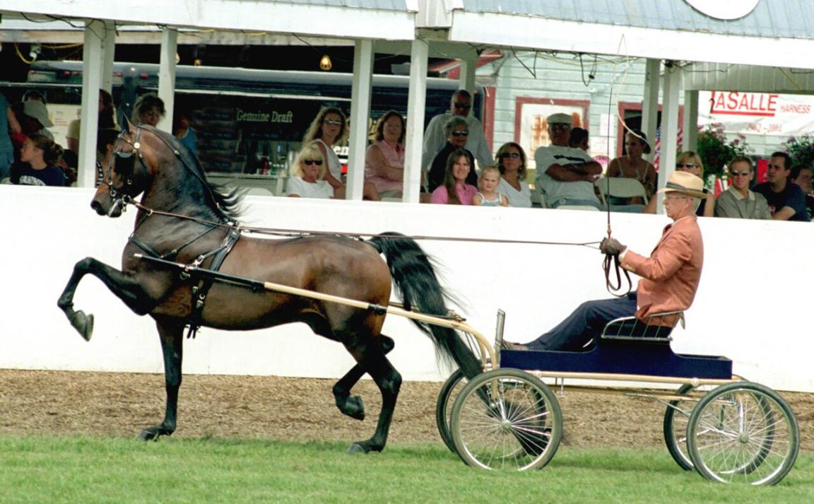 Morgan harnessed during a show - CC BY 2.0 - Selena N