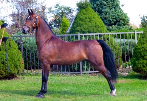 Morgan horse on model, parked out position - CC BY 2.0 - Selena N