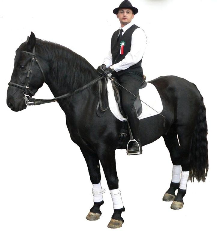 A Murgese horse presented at the Equitana show in 2005. - CC BY-SA 3.0 - BS Thurner Hof