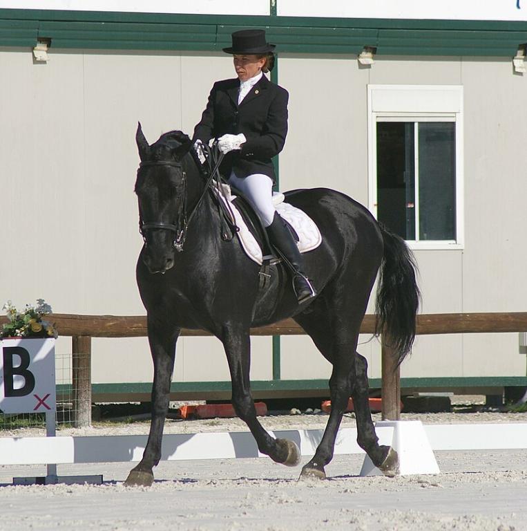 Murgese performing a dressage test in competition. - CC BY-SA 3.0 - Diamantenero65