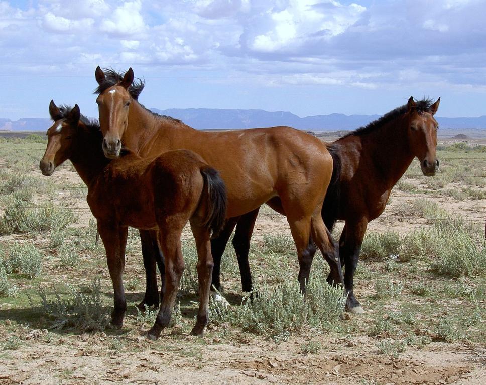Mustangs in Arizona. - CC BY 2.0 - John Harwood