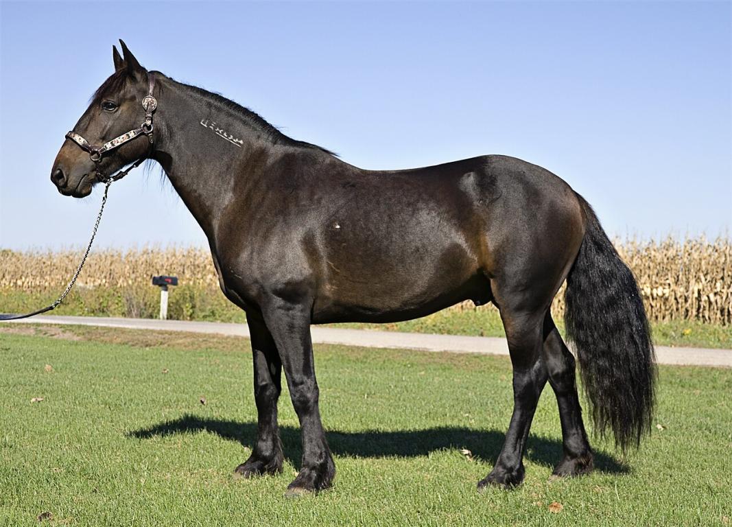 Adopted mustang stallion, model. - CC BY-SA 3.0 - Ealdgyth