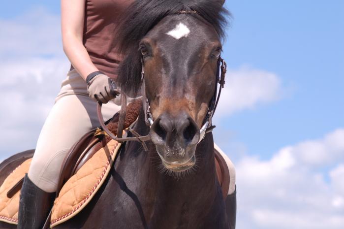 Head of a New Forest pony. - CC BY-SA 3.0 - Photo: Eponimm