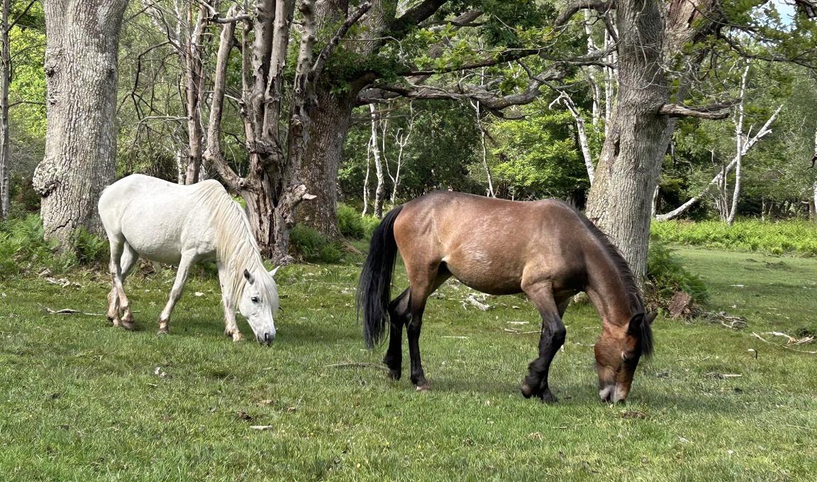 White and dark bay ponies in the New Forest - CC BY-SA 4.0