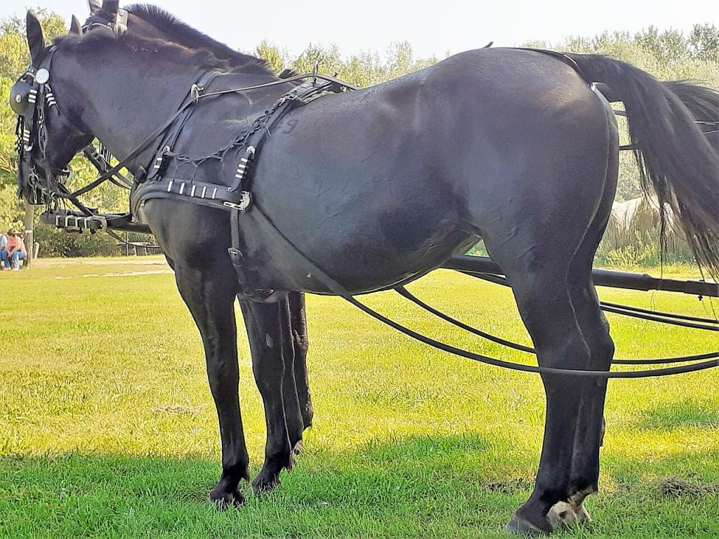 Nonius's carriage at Ópusztaszer Park, Hungary. - CC BY-SA 4.0 - Photo: DenesFeri