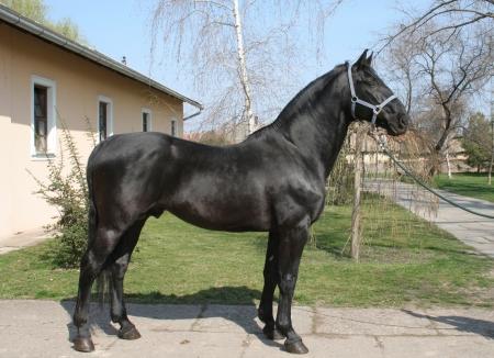 Black Nonius at Mezőhegyes National Stud in Hungary, 2007. - Public domain - Tommy lieven