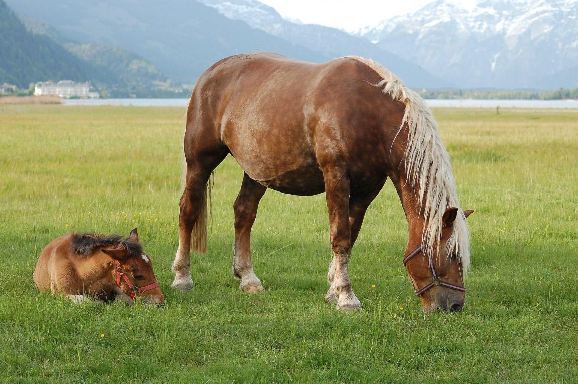 Pinzgauer Noriker mares and their fillies grazing in the Zeller See nature reserve. - Wald1siedel