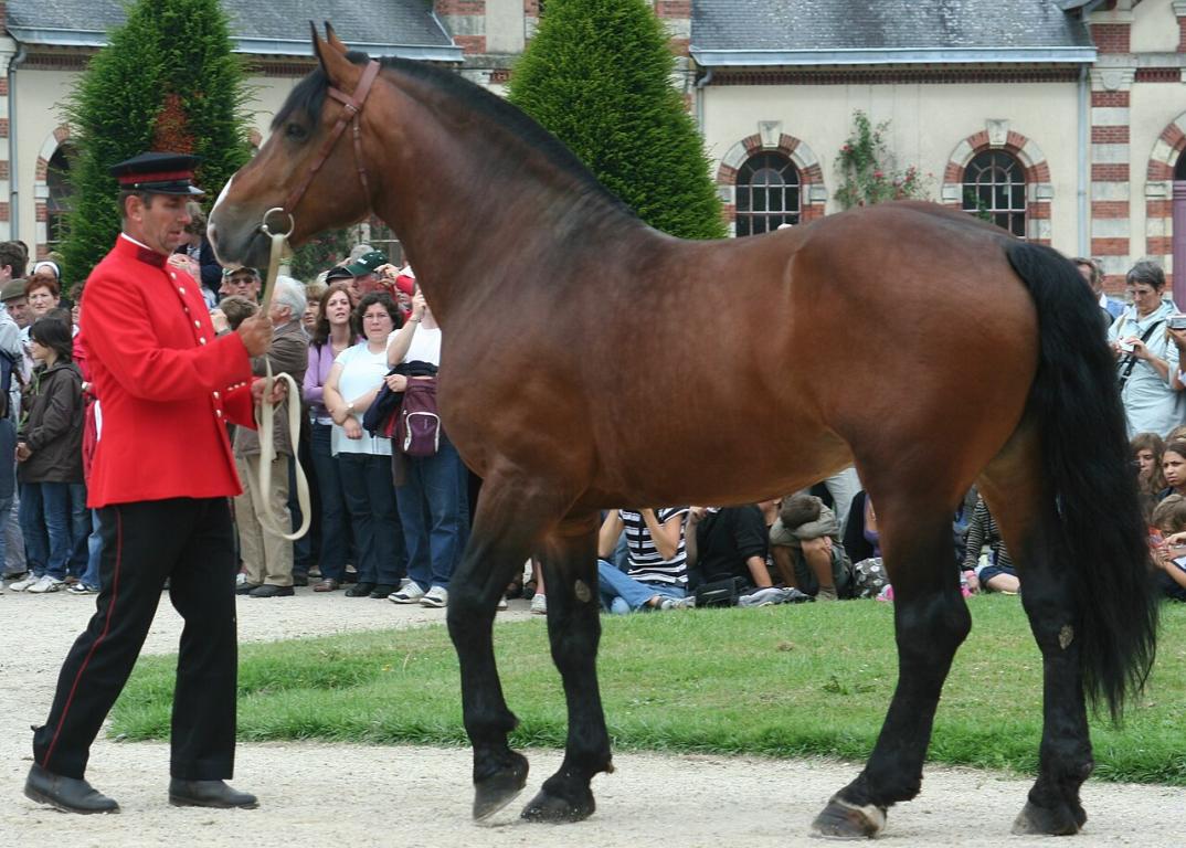 Normand cob stallion presented at the national stud farm of Saint-Lô. - CC BY-SA 3.0 - Larayevire