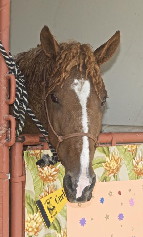 Head of a Curly horse, in the box. - CC BY 2.0 - Just chaos