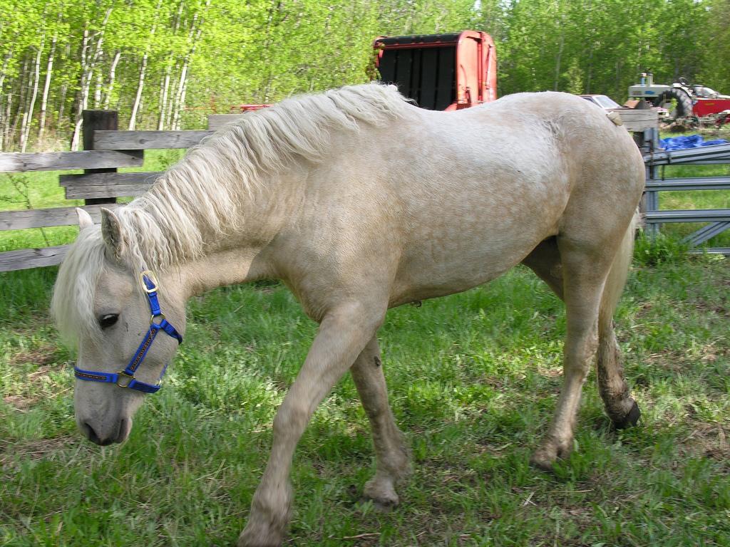 Curly horse in palomino dress. - CC BY-SA 2.0 - Ron Manke