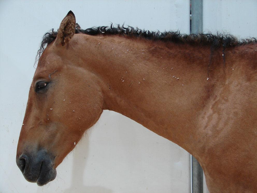  Head and neck of a bay Curly. - CC BY-SA 3.0 - Pottok