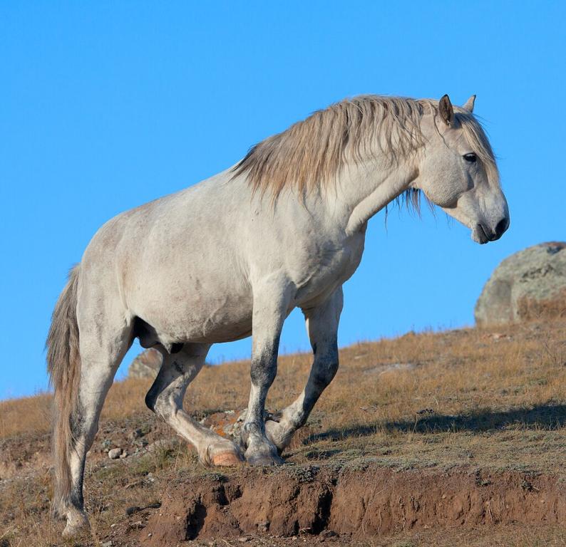 New Gray Altai in the Chuy Steppe, Altai Mountains. - CC BY-SA 4.0 - Alexandr Frolov
