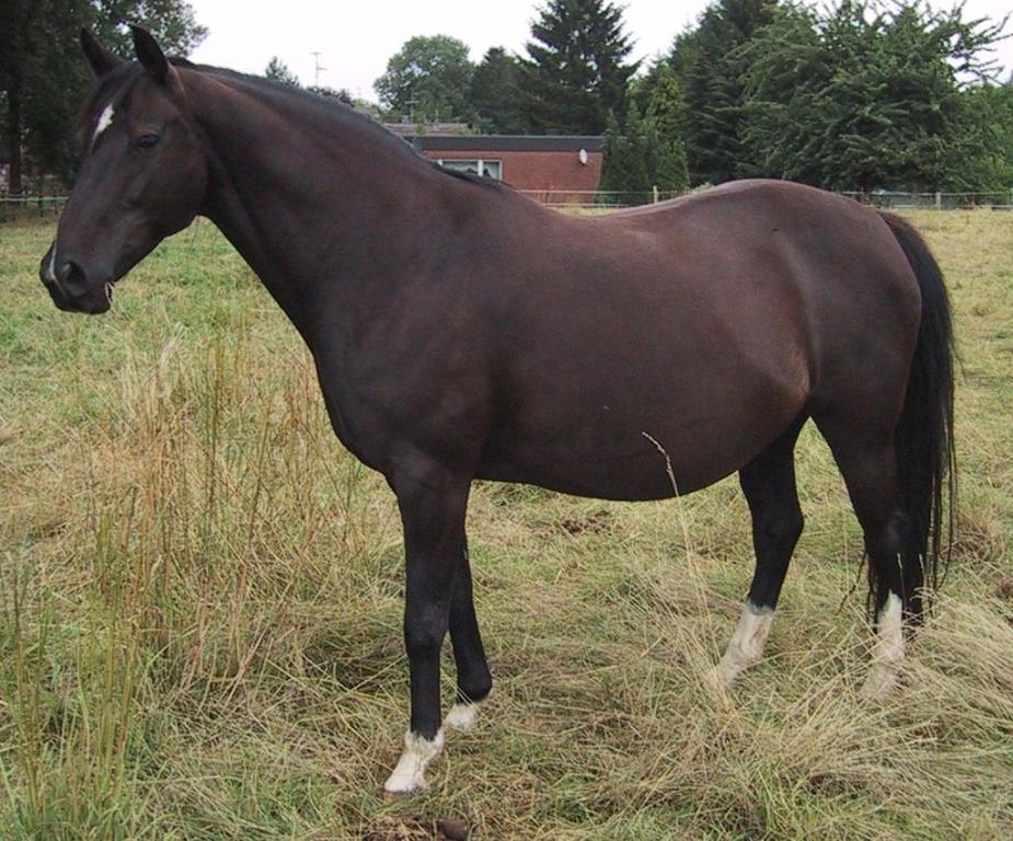  Oldenburg mare in foal. - Mijobe