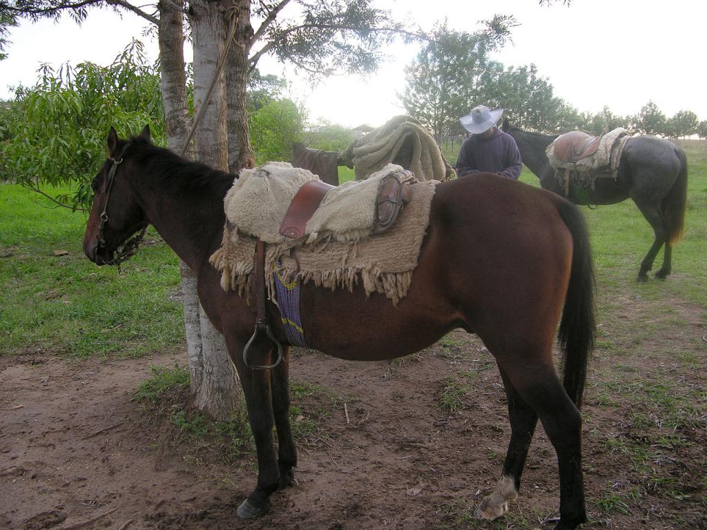 Paraguayan Criollo Paraguayan Horse - Domaine public - Andrea Grosse NBII 