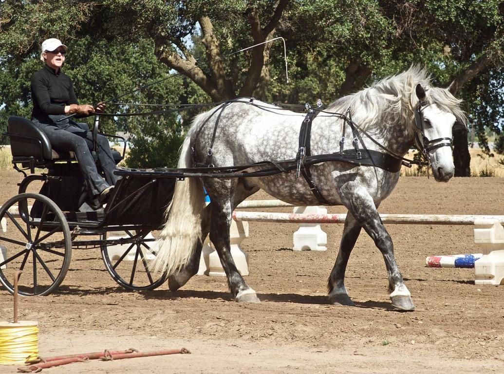 Recreational and competitive driving is one of the reasons for the breed's resurgence in popularity. - CC BY 2.0 - Just chaos