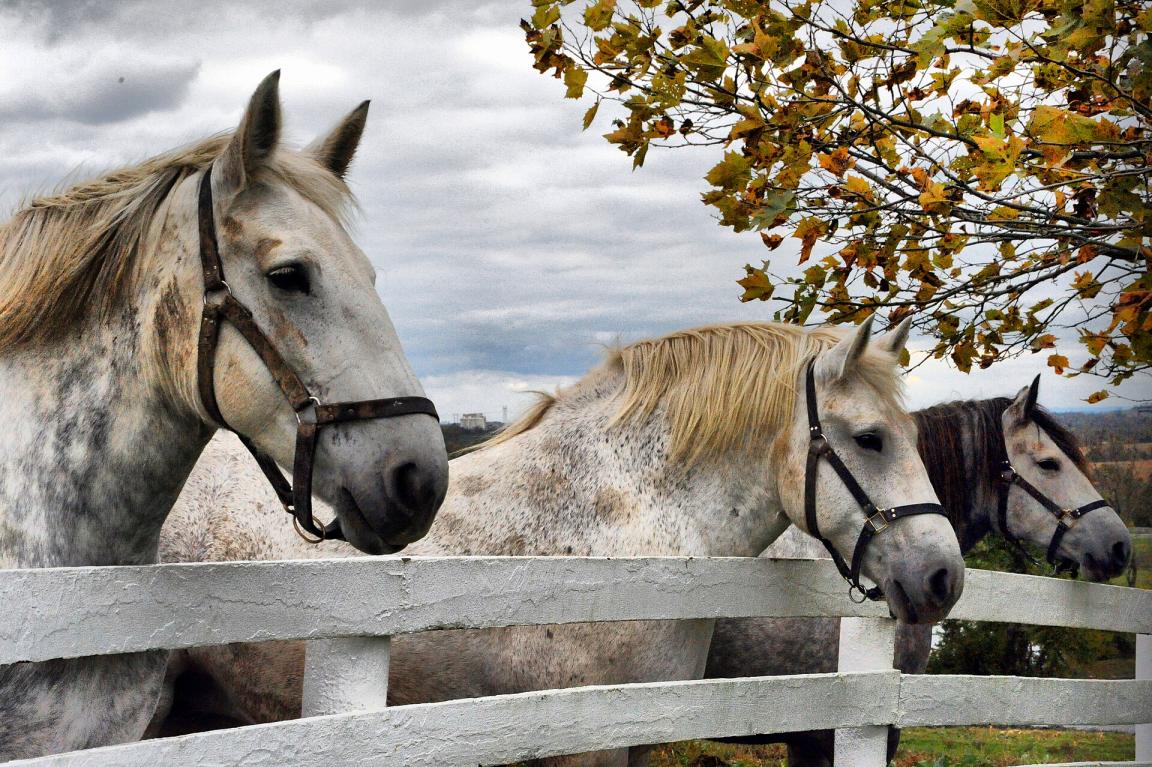 Percherons at a stud farm in Pleasant Hill, Kentucky. -Carl Wycoff — originally posted to Flickr as Pleasant Hill Percherons