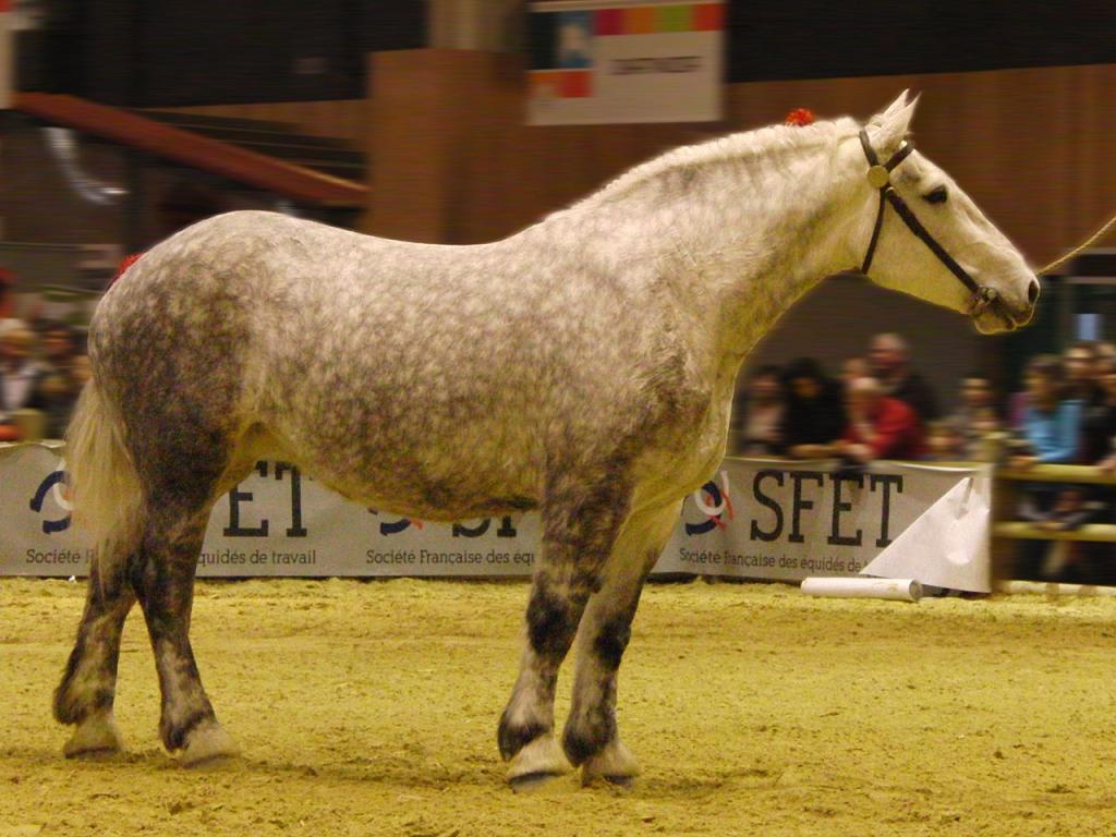  A gray Percheron horse at the 2014 Paris International Agricultural Show in Paris, France