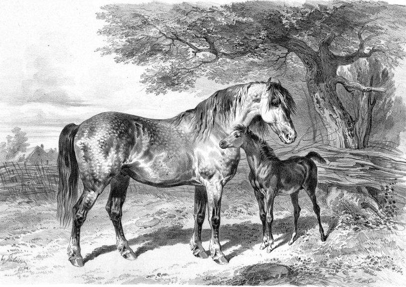 Percheron mare seen by Lalaisse, around 1850.
