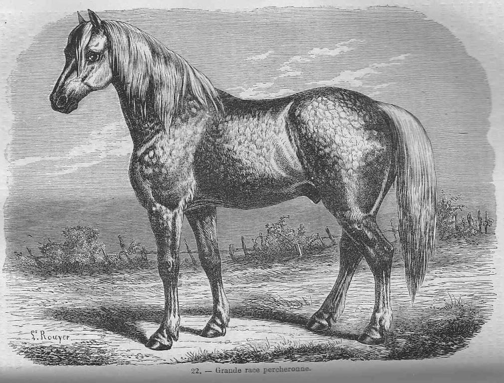 Percheron Breed | Practical Farmer's Encyclopedia, 1877.