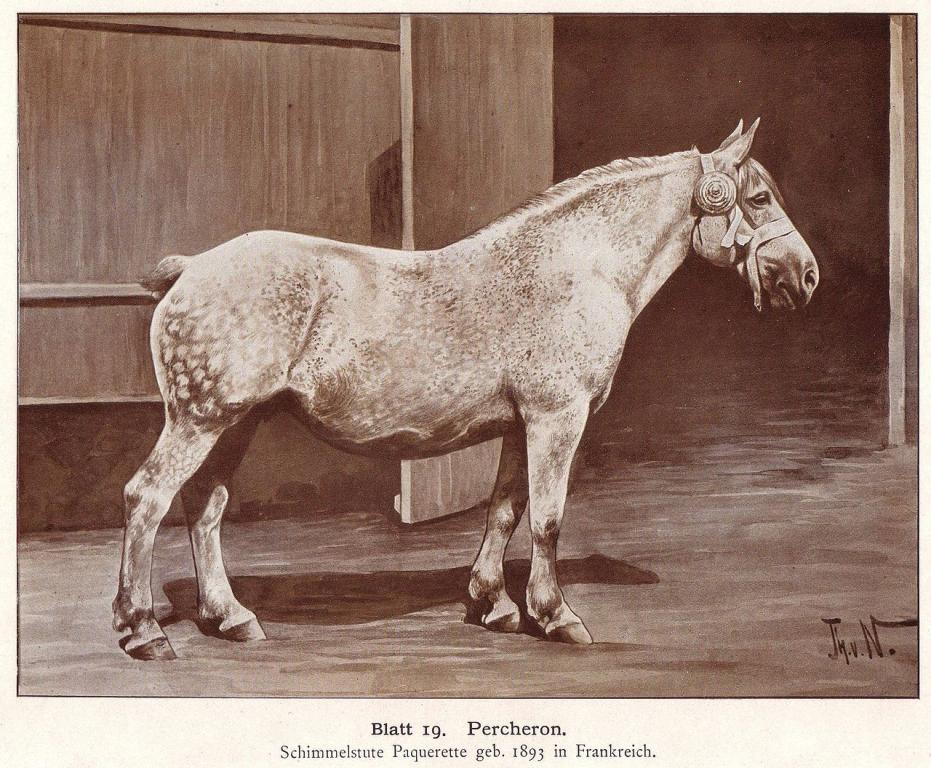 Pâquerette, a Percheron broodmare born in France in 1893, after a drawing by Thomas von Nathusius published in 1904[H 8].