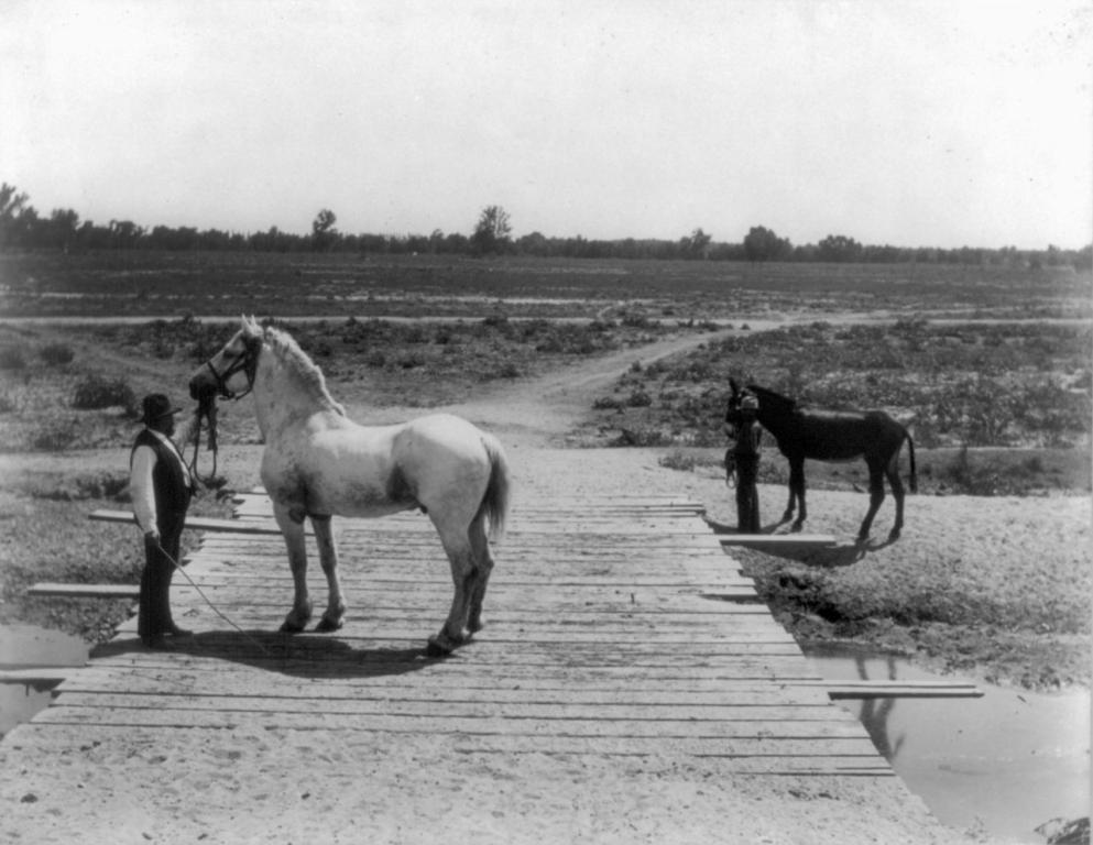 The Percheron Compromise on a McCord Canal Bridge in California, 1888.
