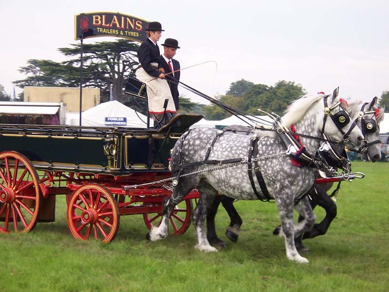  Pair of Percherons harnessed to an advertising wagon, in the United States.