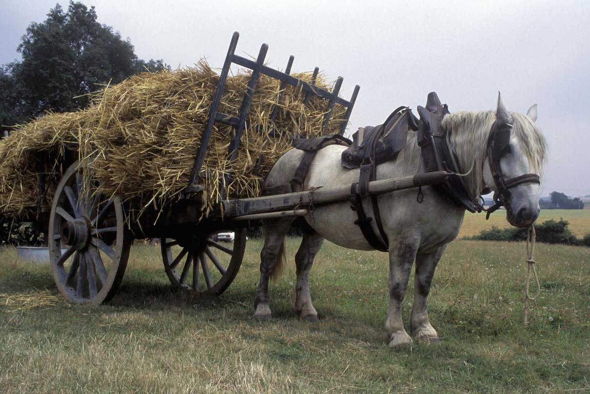  Percheron harnessed to a hay cart typical of the interwar period (reconstruction).
