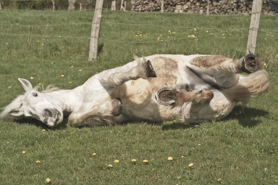 Percheron rolling on the ground. - INRA DIST from France — Percherons Breeding by Pascal LEBEGUE (Ferme de MONTAUMER) - 50-photo Jean Weber