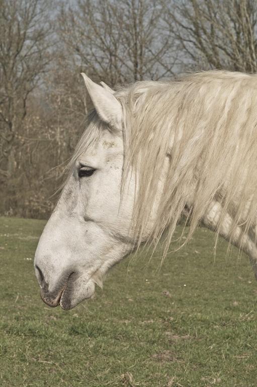 Head profile of a gray Percheron. -INRA DIST from France — Percherons Breeding by Pascal LEBEGUE (Ferme de MONTAUMER) -19-photo Jean Weber